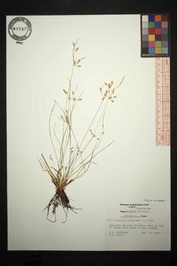 Fimbristylis annua image