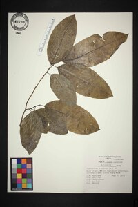 Oxydendrum arboreum image