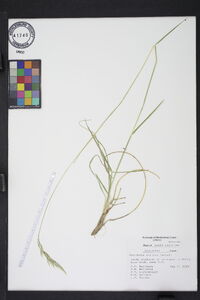 Danthonia sericea image