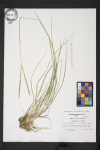 Paspalum notatum image