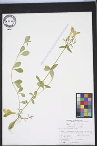 Phlox stolonifera image