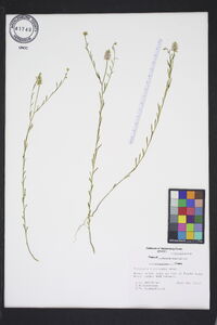 Polygala curtissii image