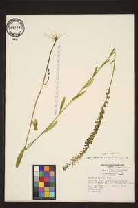 Lobelia spicata var. spicata image
