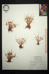 Cyperus granitophilus image