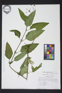 Scrophularia marilandica image