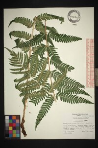 Dryopteris celsa image