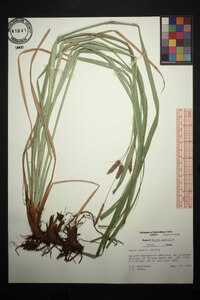 Carex joorii image