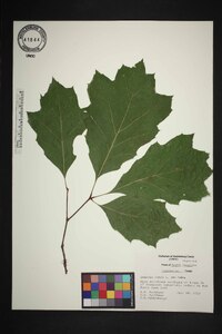 Quercus rubra var. rubra image