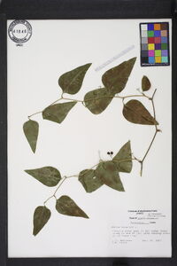 Smilax bona-nox image