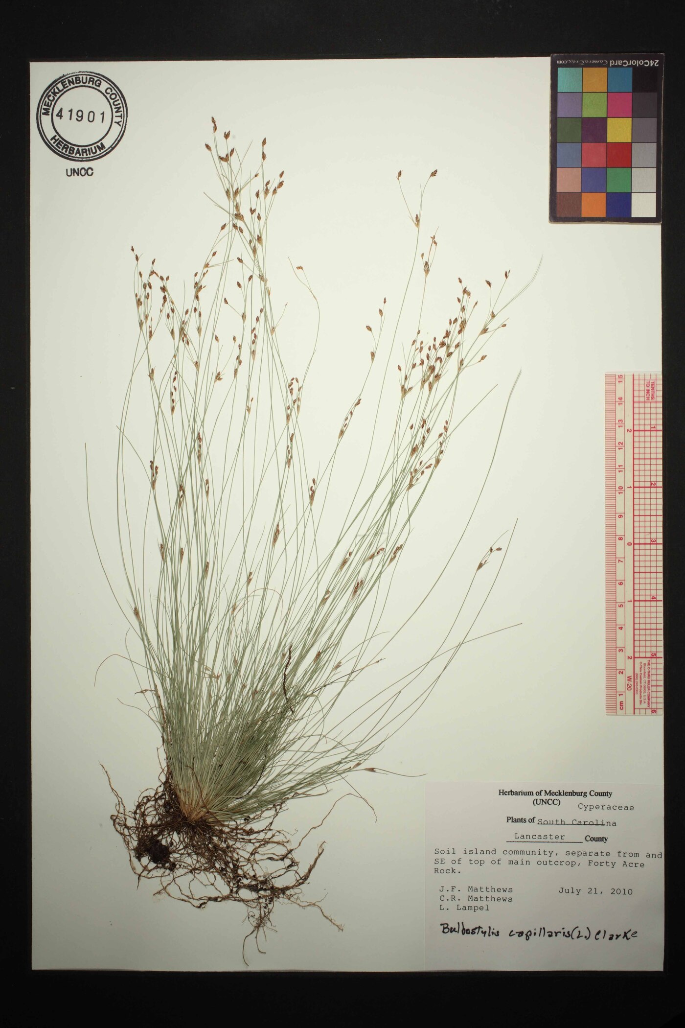 Bulbostylis capillaris subsp. capillaris image