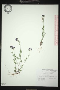 Phacelia maculata image