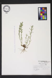 Polypremum procumbens image