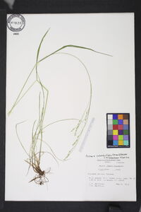 Festuca subverticillata image