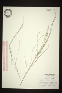 Schizachyrium scoparium var. scoparium image