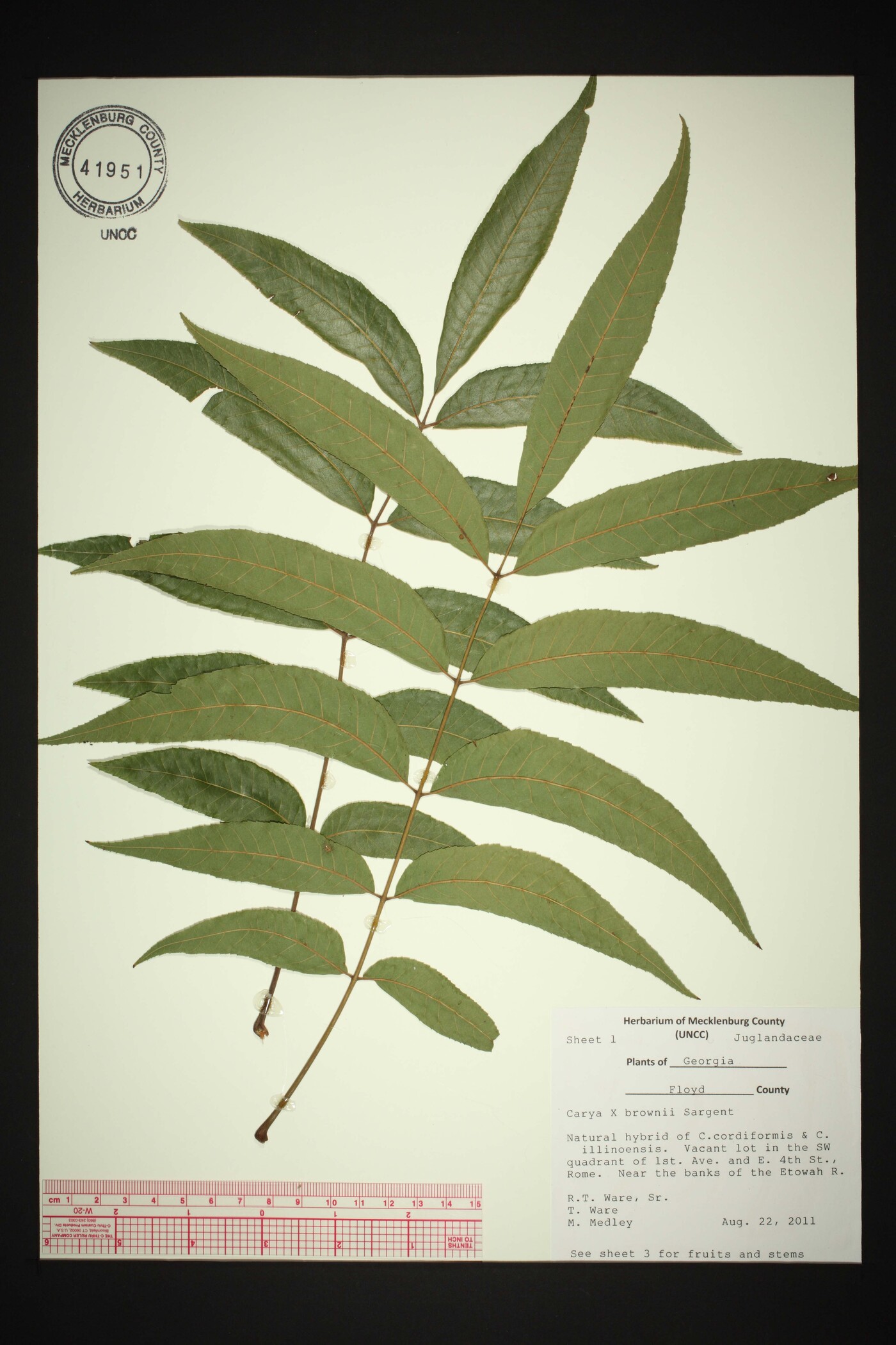 Carya × brownii image
