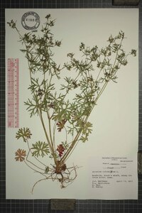 Geranium columbinum image