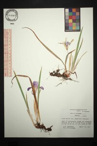 Iris verna var. smalliana image