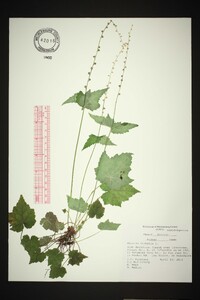 Mitella diphylla image