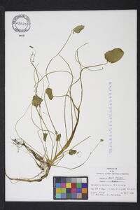 Ranunculus laxicaulis image