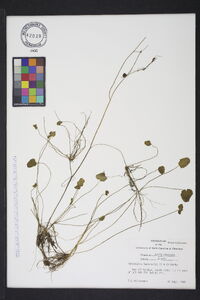 Ranunculus laxicaulis image