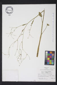 Ranunculus laxicaulis image