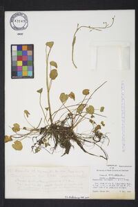 Ranunculus laxicaulis image