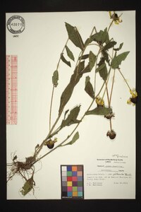 Rudbeckia hirta var. pulcherrima image