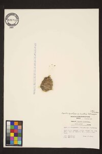 Opuntia humifusa image