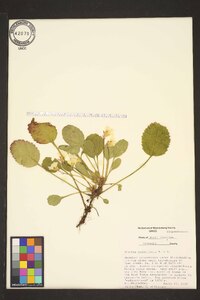 Shortia galacifolia image