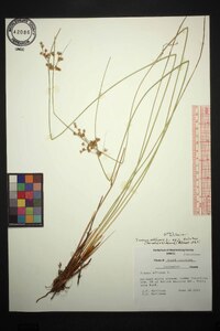 Juncus effusus var. solutus image