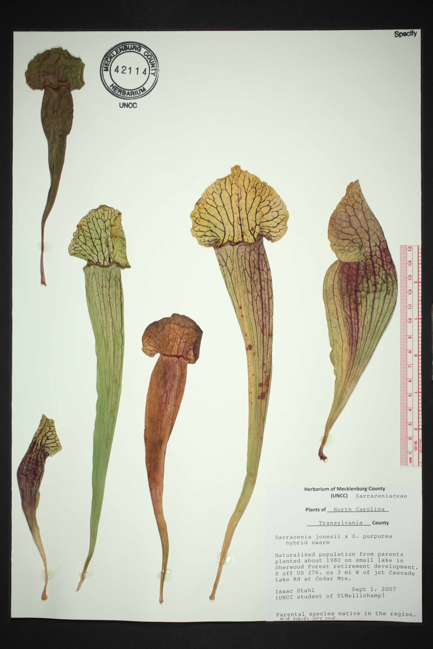 Sarracenia x charlesmoorei image