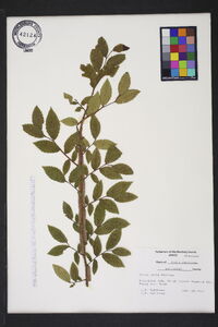 Ulmus alata image