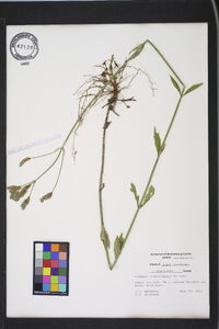 Verbena brasiliensis image