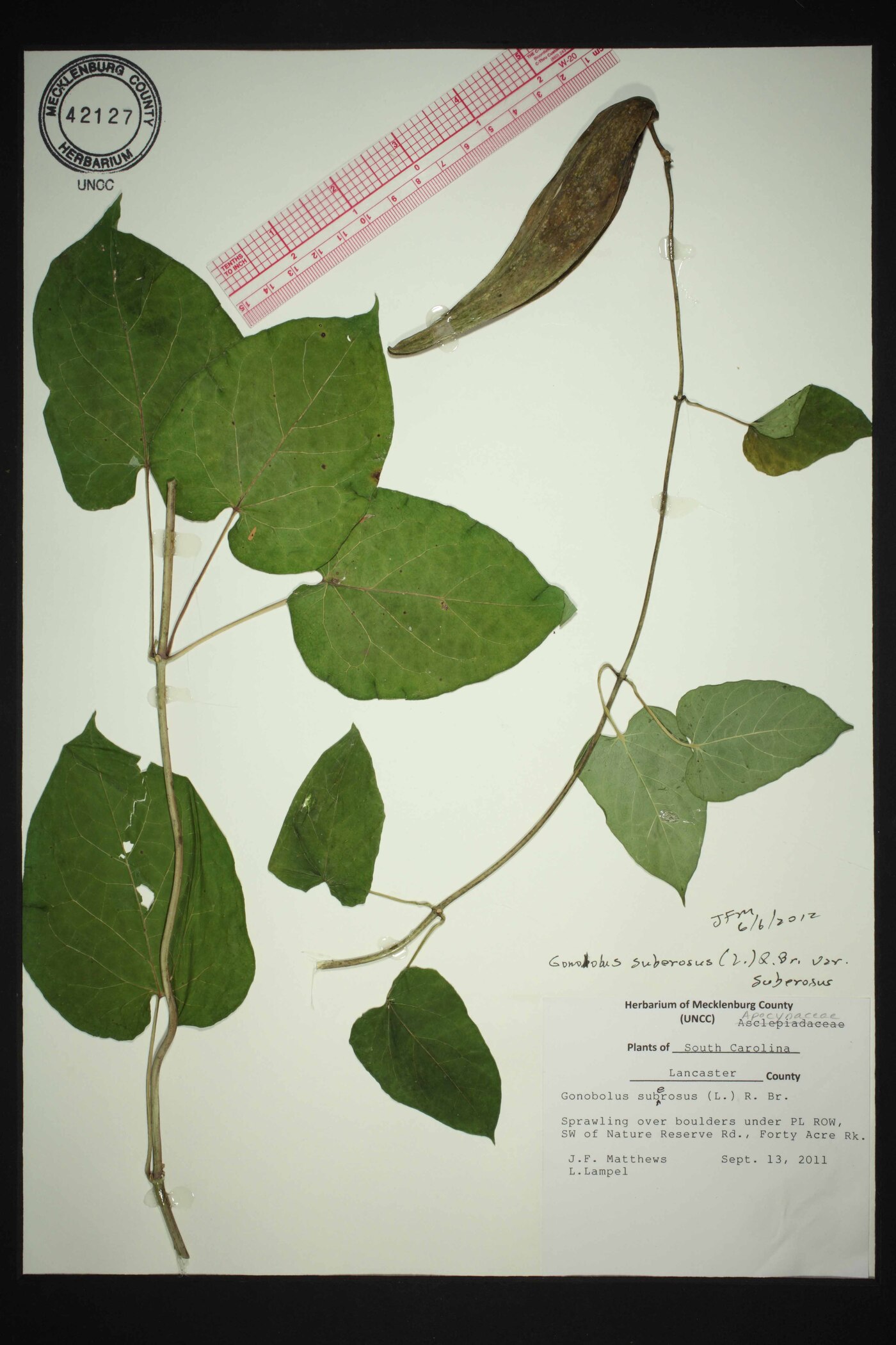Gonolobus suberosus var. suberosus image