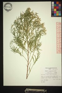 Baccharis angustifolia image