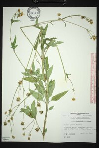 Bidens pilosa image