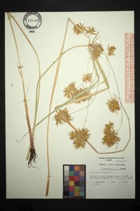 Cyperus strigosus var. strigosus image