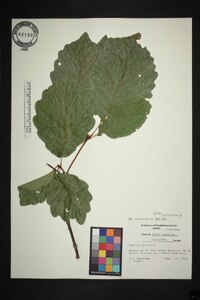 Quercus montana image