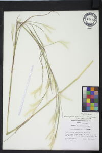 Andropogon ternarius image