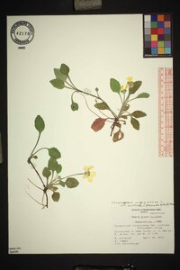 Chrysogonum repens image