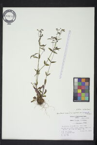 Houstonia longifolia image