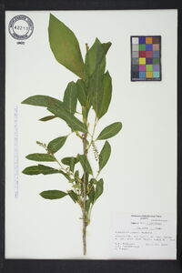 Pyrularia pubera image