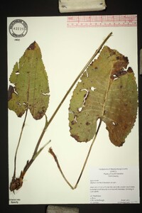 Silphium terebinthinaceum image