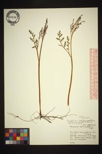 Botrychium matricariifolium image