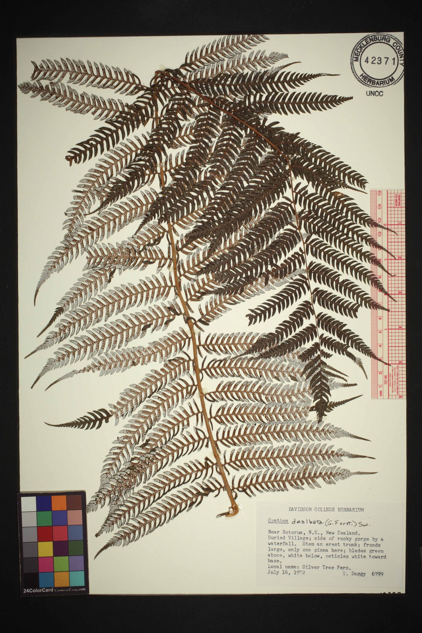 Cyathea dealbata image