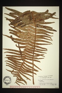 Nephrolepis biserrata image