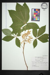 Aesculus sylvatica image