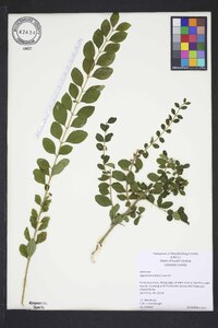 Ligustrum sinense image