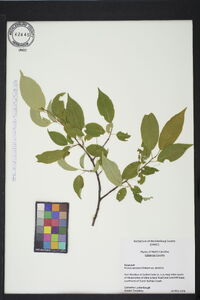 Prunus serotina var. serotina image