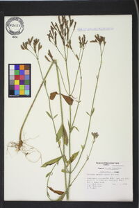 Verbena brasiliensis image